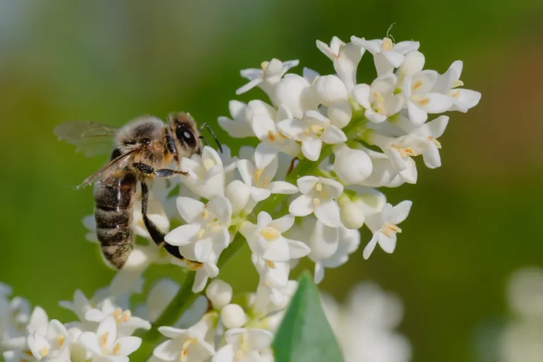 Abeille butinant des fleurs blanches au printemps