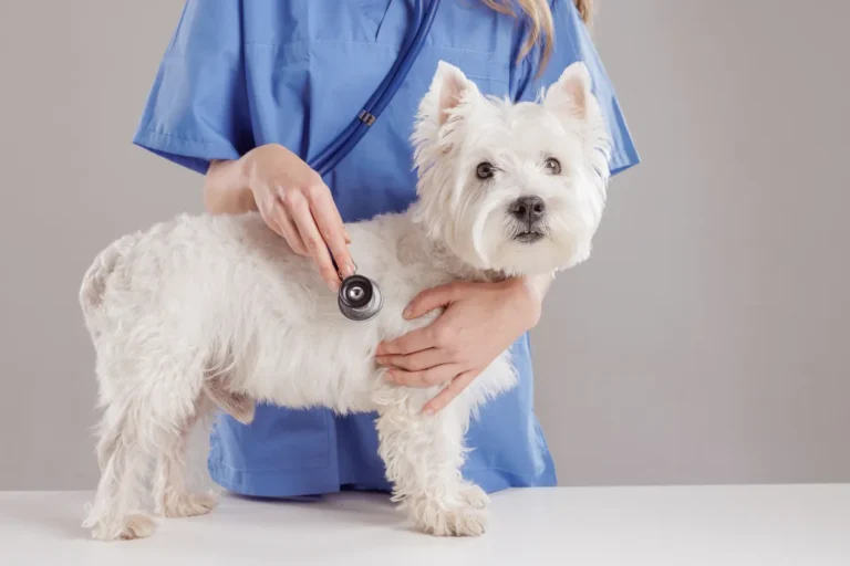 Vétérinaire examinant un chien blanc, une dépense urgente imprévue