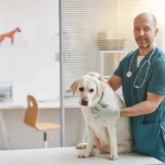 Vétérinaire tenant un chien blanc sur la table d'examen, santé animale