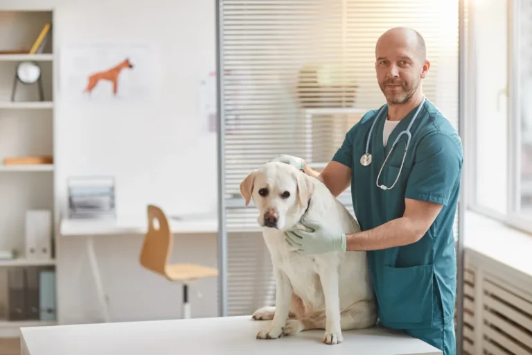 Vétérinaire tenant un chien blanc sur la table d'examen, santé animale